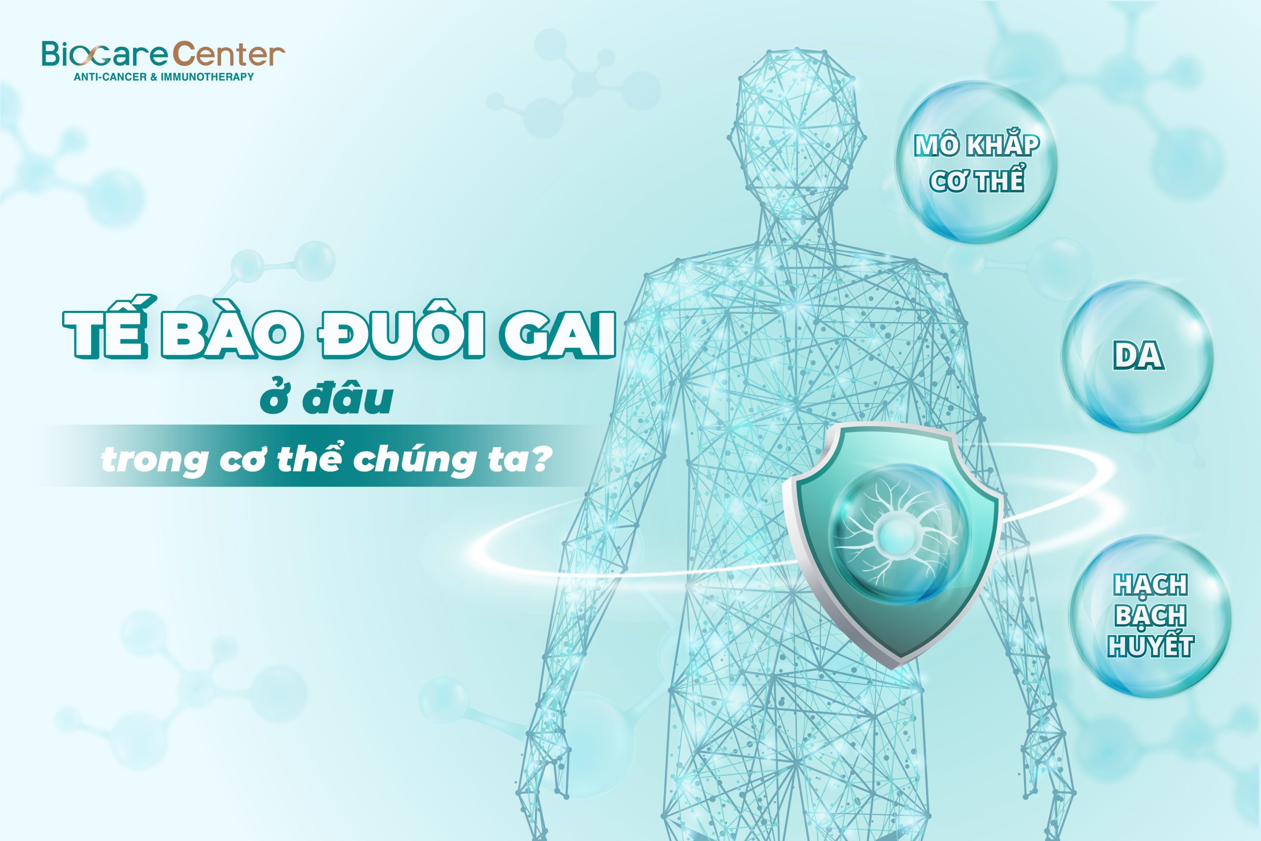 Tế bào đuôi gai đa nhiệm có mặt ở khắp cơ thể, đóng vai trò quan trọng trong hiệ miễn dịch